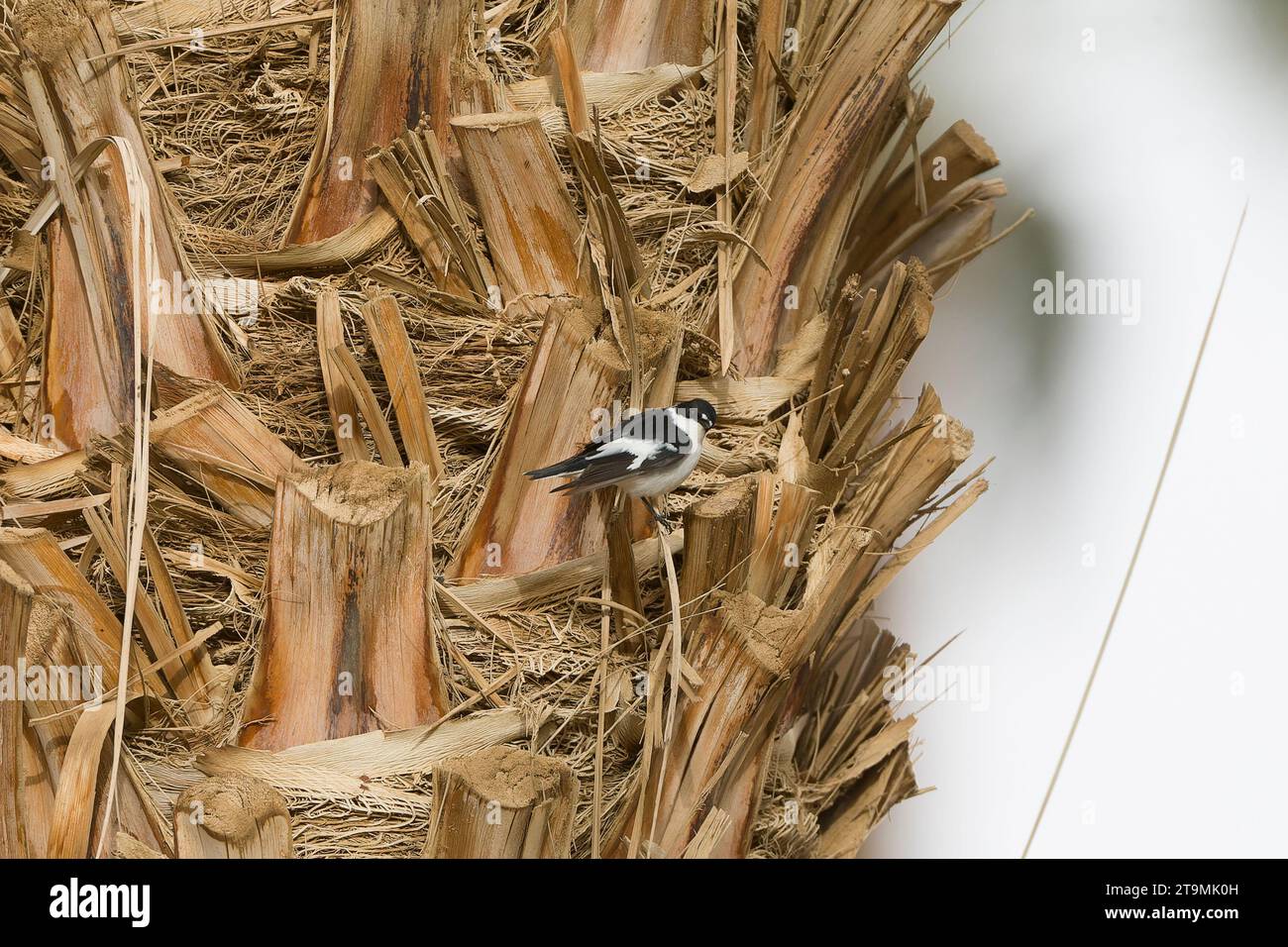 Flycatcher (Ficedula semitorquata) mâle à semi-collaré au cours de la migration printanière à Eilat, Israël. Banque D'Images