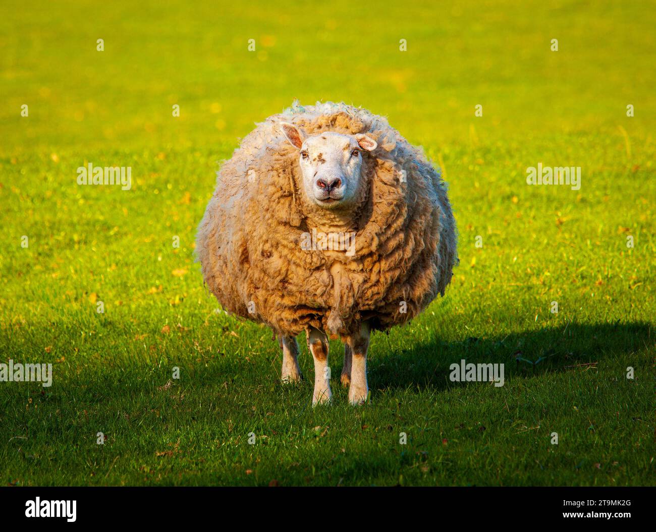 Grand mouton majestueux ou agneau dans le pré au pays de Galles recouvert de laine emmêlée dans une forme ronde très circulaire. Photo intrigante de la vie animale dans une ferme Banque D'Images