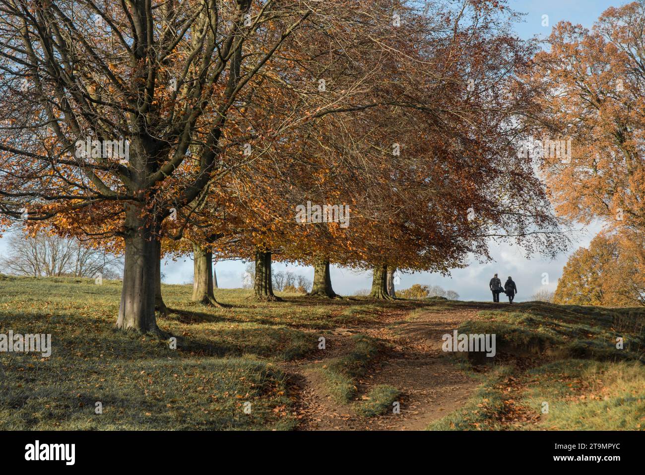 Un couple marchant à travers les arbres sur le domaine de Chatsworth en automne, Derbyshire, Angleterre Banque D'Images