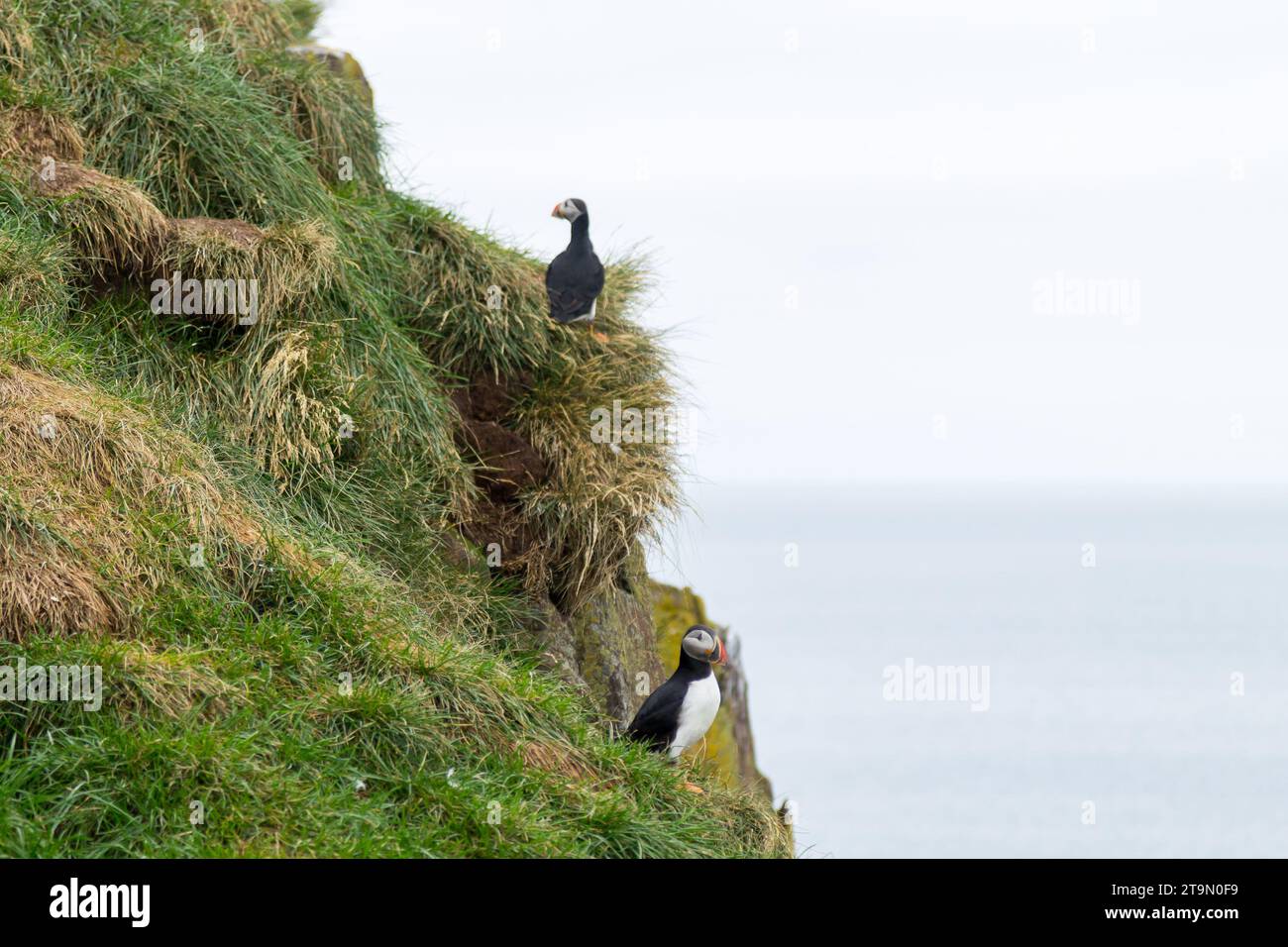 Macareux moine de Borgarfjordur fjord, est de l'Islande. La faune de l'Islande. Macareux moine commun. Fratercula arctica Banque D'Images Macareux moine de Borgarfjordur fjord, est de l'Islande. La faune de l'Islande. Macareux moine commun. Fratercula arctica Banque D'Images