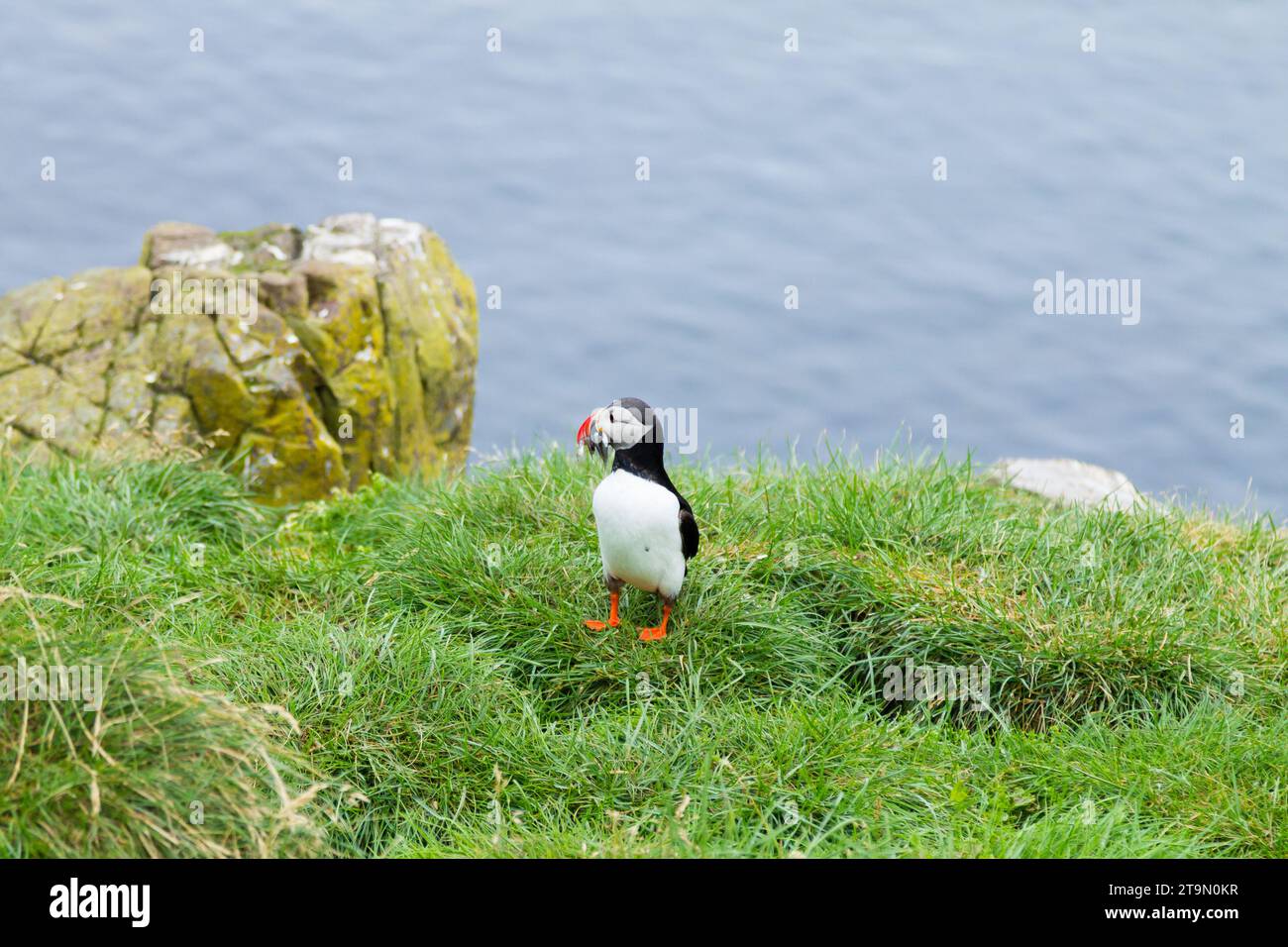 Macareux moine de Borgarfjordur fjord, est de l'Islande. La faune de l'Islande. Macareux moine commun. Fratercula arctica Banque D'Images Macareux moine de Borgarfjordur fjord, est de l'Islande. La faune de l'Islande. Macareux moine commun. Fratercula arctica Banque D'Images