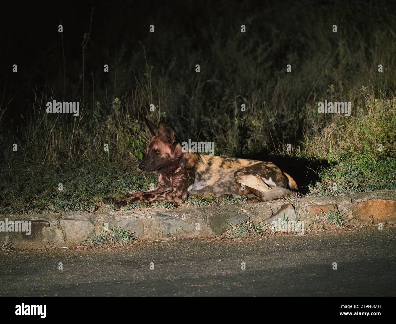 Chien sauvage africain (lycaon pictus) ou chien peint, au bord de la route le soir. Ils sont extrêmement rares. Parc national Kruger, Afrique du Sud Banque D'Images