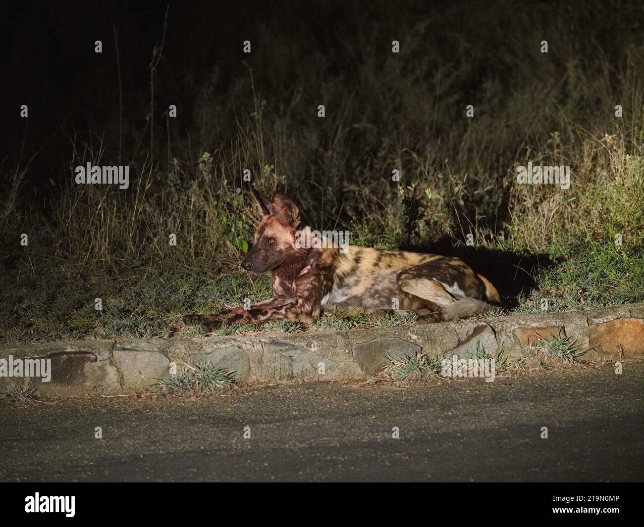 Chien sauvage africain (lycaon pictus) ou chien peint, au bord de la route le soir. Ils sont extrêmement rares. Parc national Kruger, Afrique du Sud Banque D'Images