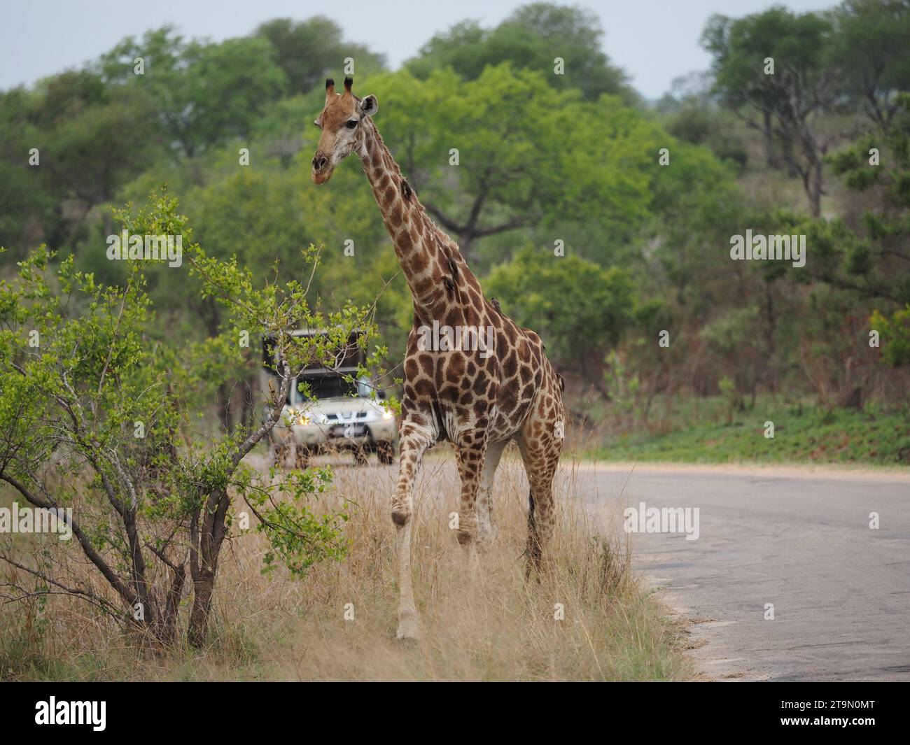 Grande girafe traversant la route dans le parc national Kruger près de Skukuza, Afrique du Sud, avec véhicule safari au loin Banque D'Images