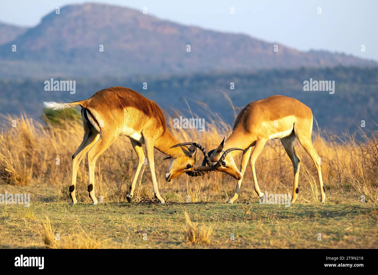 Impala face à face Banque D'Images