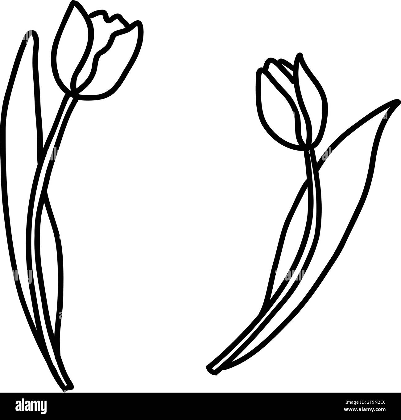 Deux jolies tulipes dans le style doodle. Esquissez avec une ligne simple. Illustration vectorielle isolée sur fond blanc. Illustration de Vecteur