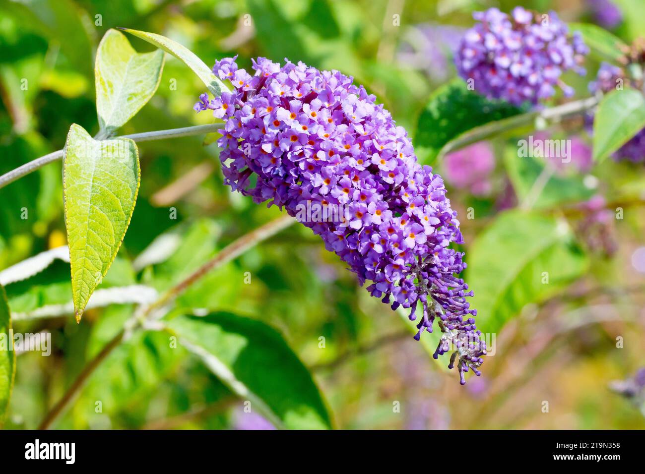 Buddleia ou Butterfly-buisson (buddleja davidii), gros plan d'une seule grande pomme de fleur tombante montrant une multitude de fleurs violettes. Banque D'Images