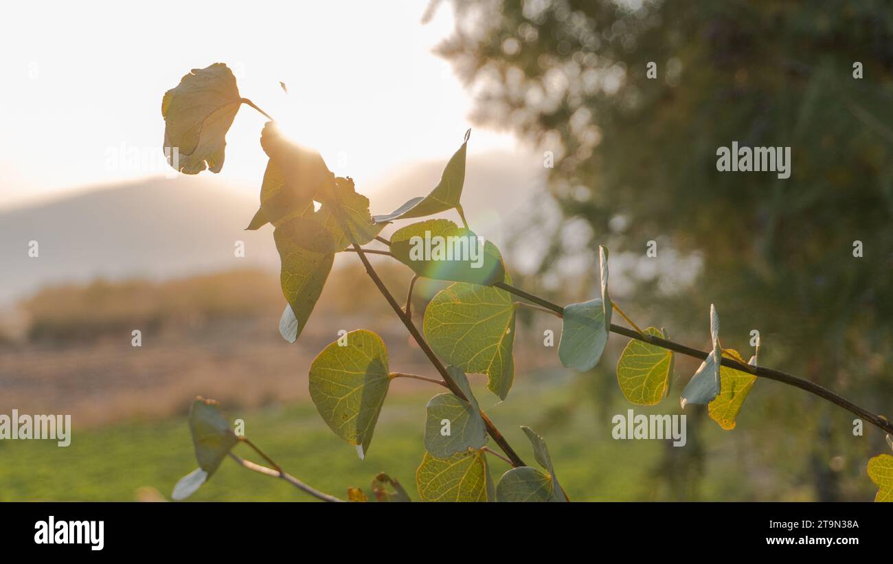 sève épaisse sur le tronc d'un abricotier،، branches violettes et lumière du soleil Banque D'Images