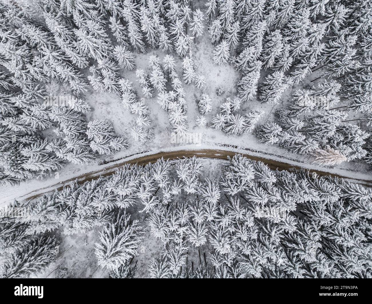 Gosheim, Allemagne. 26 novembre 2023. Des conifères enneigés peuvent être vus dans une zone boisée. (Prise de vue aérienne avec un drone). Crédit : Silas Stein/dpa/Alamy Live News Banque D'Images