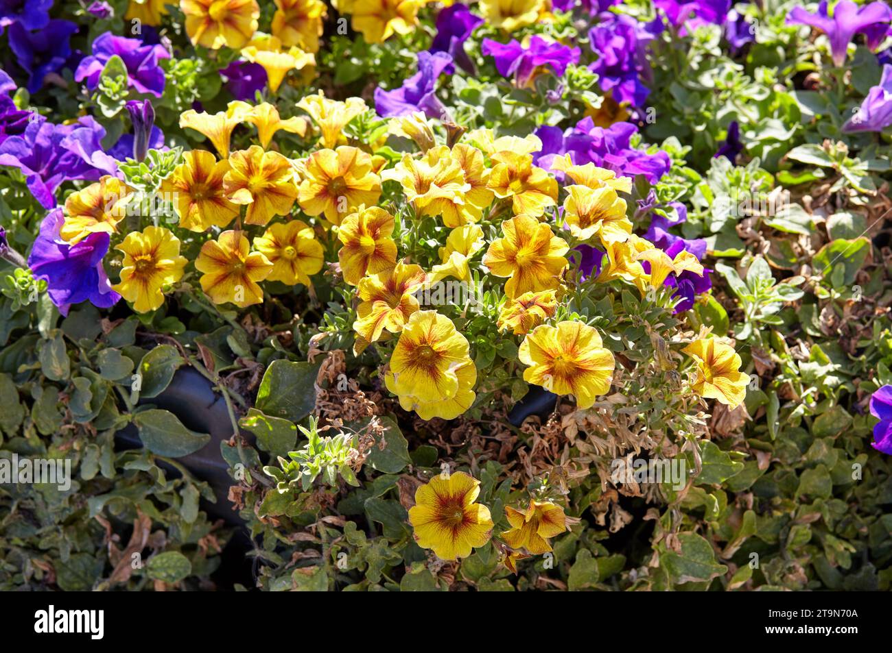 Pétunia, pétunias jaunes et violettes dans le pot. Jardins communs colorés luxuriants en fleurs dans le parc de la ville. Nom de famille Solanaceae, Nom scientifique PE Banque D'Images