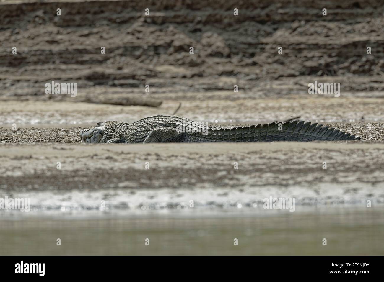 Black Cayman, Rio Manu, Madre de Dios, Pérou Banque D'Images