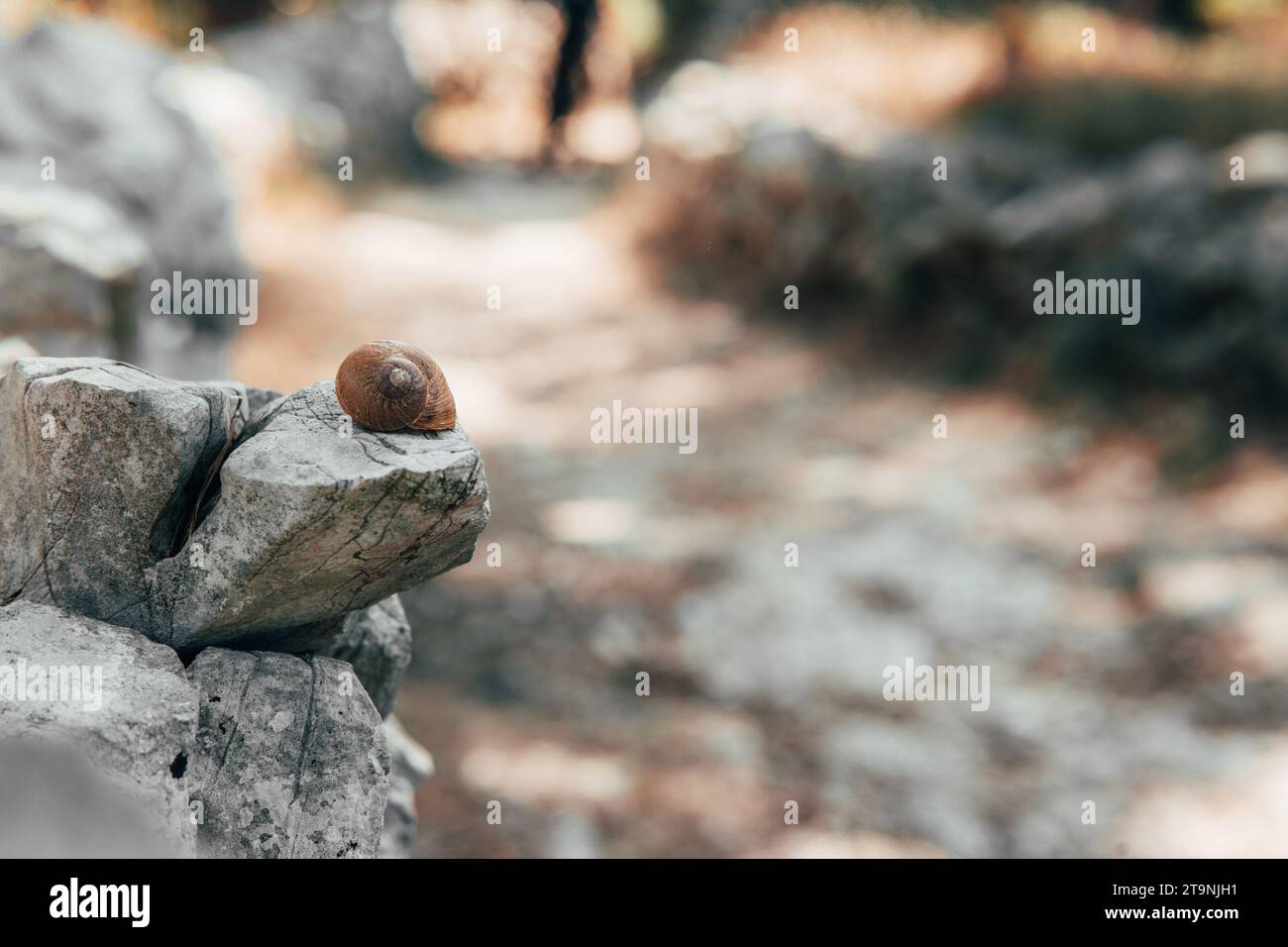 Coquille d'un escargot sur le rocher. Maison vide visible d'un escargot brun dans l'environnement méditerranéen et par une journée ensoleillée. Banque D'Images