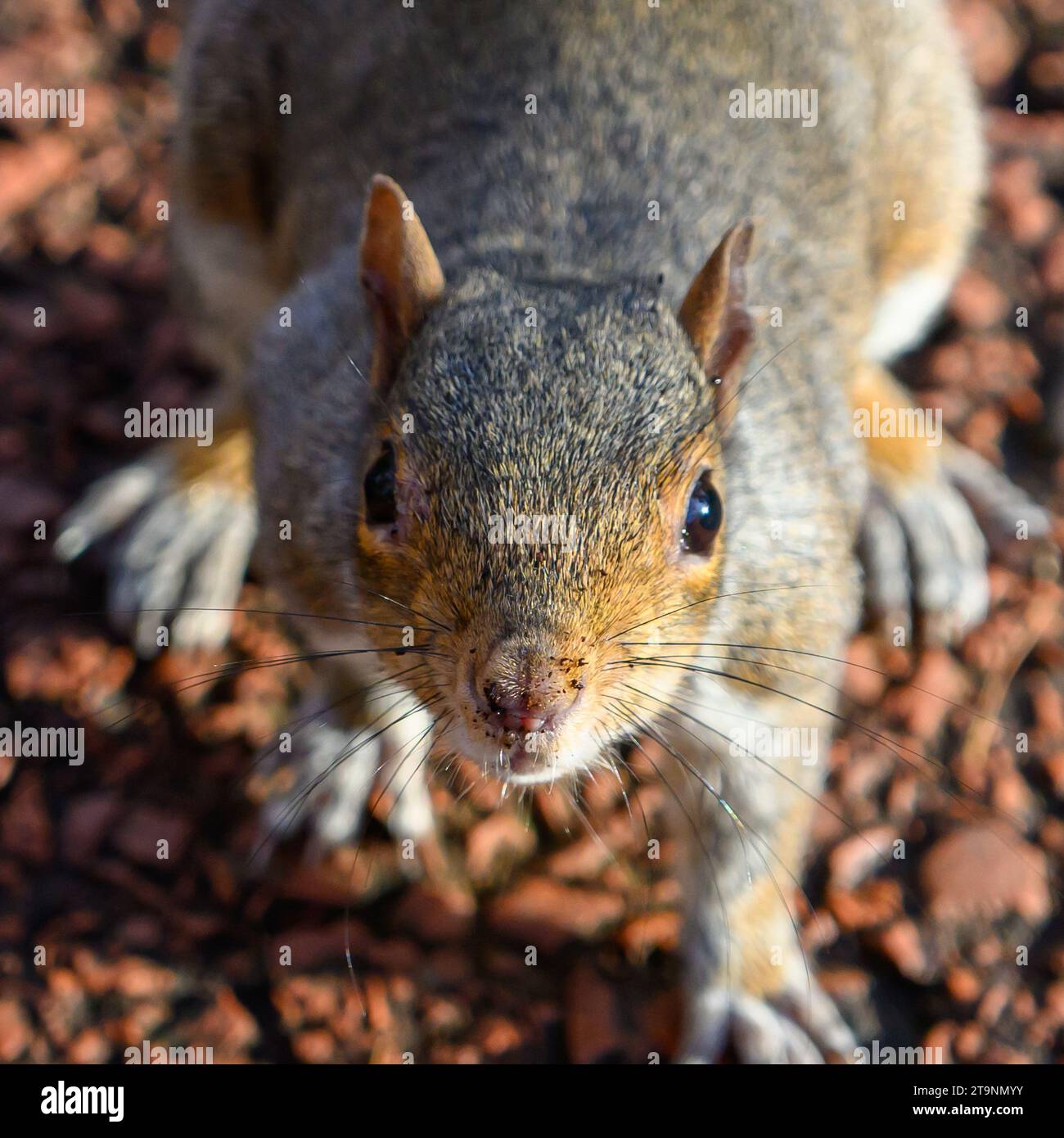 UK gris écureuil Sciurus carolinensis regardant directement dans la caméra Banque D'Images