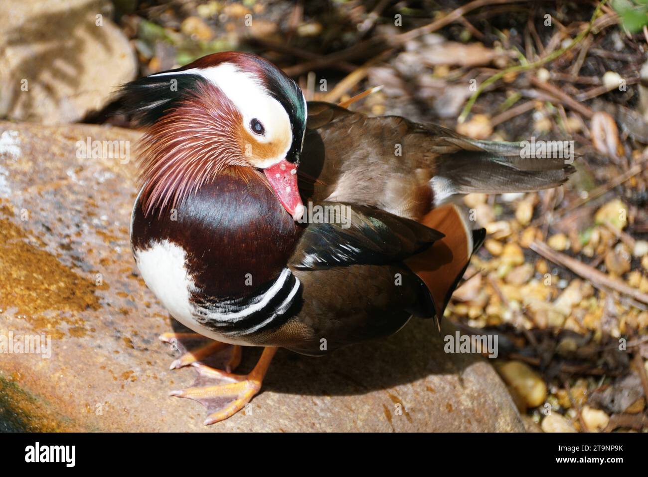 Gros plan d'un canard mandarine coloré nettoyant ses plumes Banque D'Images