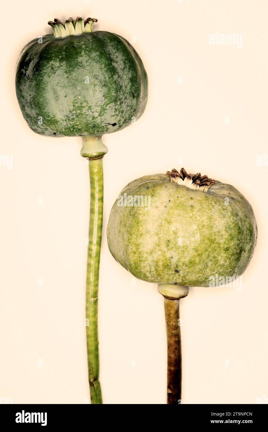 Papaver somniferum «opium Poppy» – BLANC DE CHINE Banque D'Images