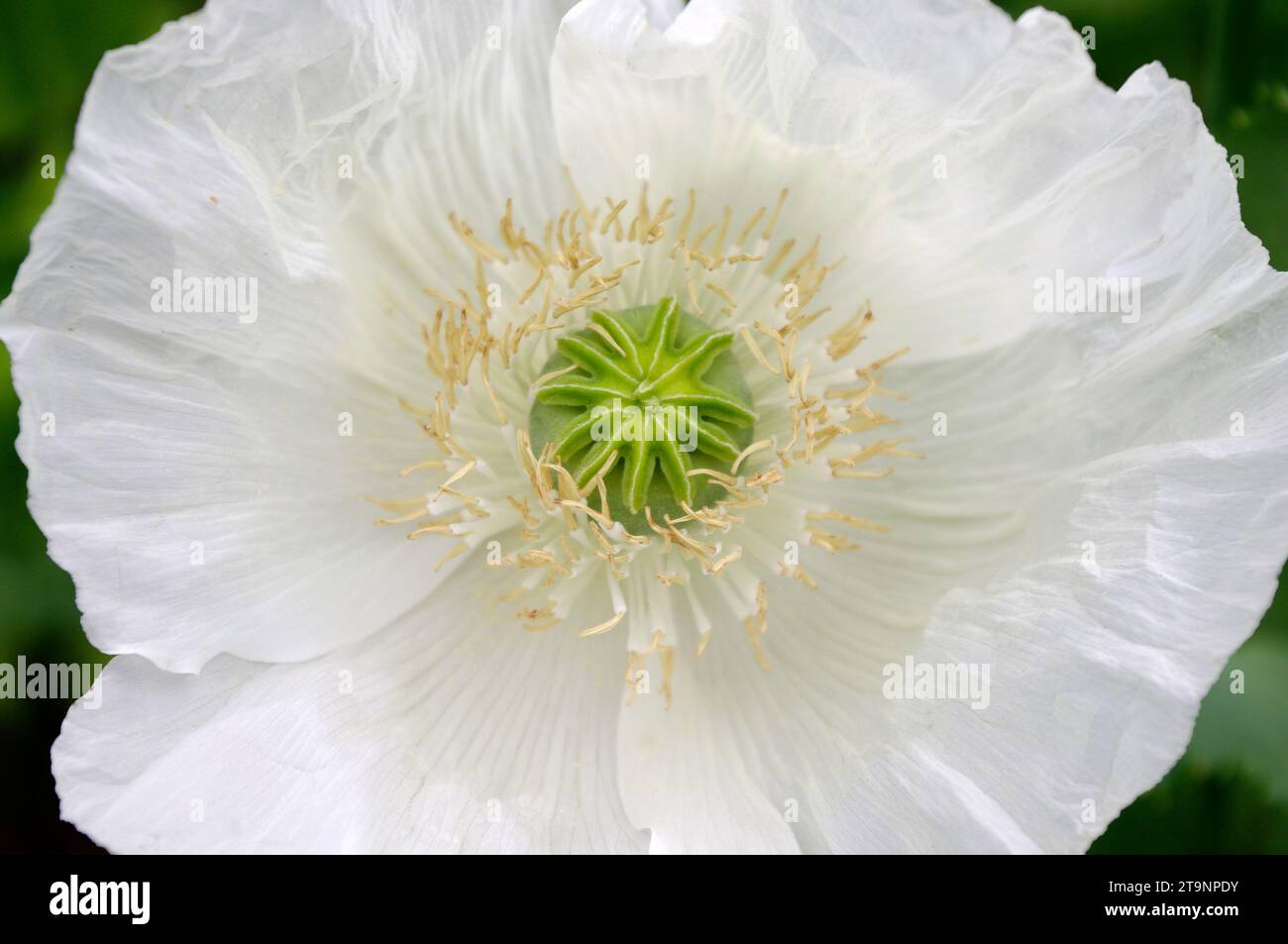 Papaver somniferum «opium Poppy» – BLANC DE CHINE Banque D'Images