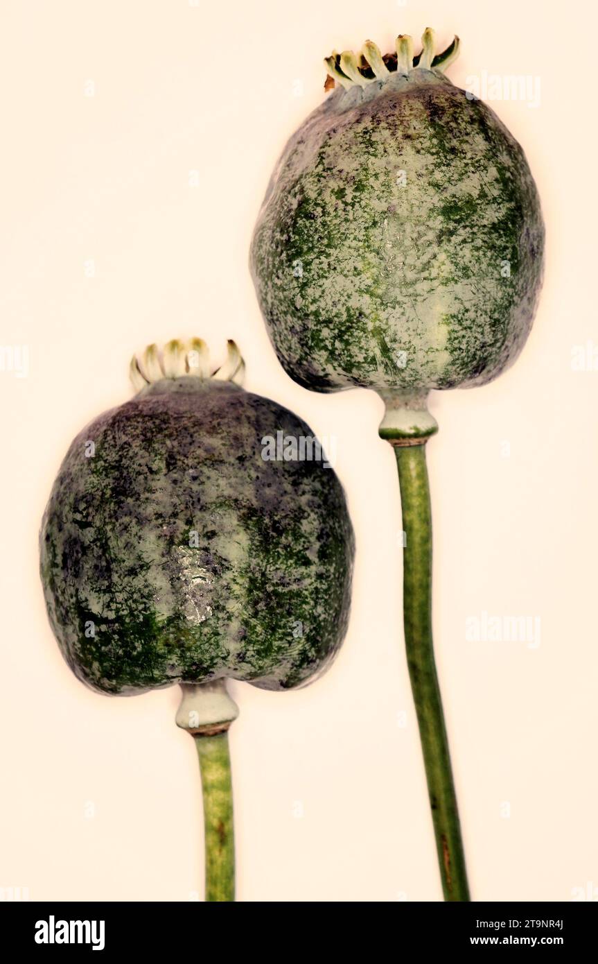 Papaver somniferum «opium Poppy» – O.B. ASIATIQUE [pâte LISSE*] Banque D'Images