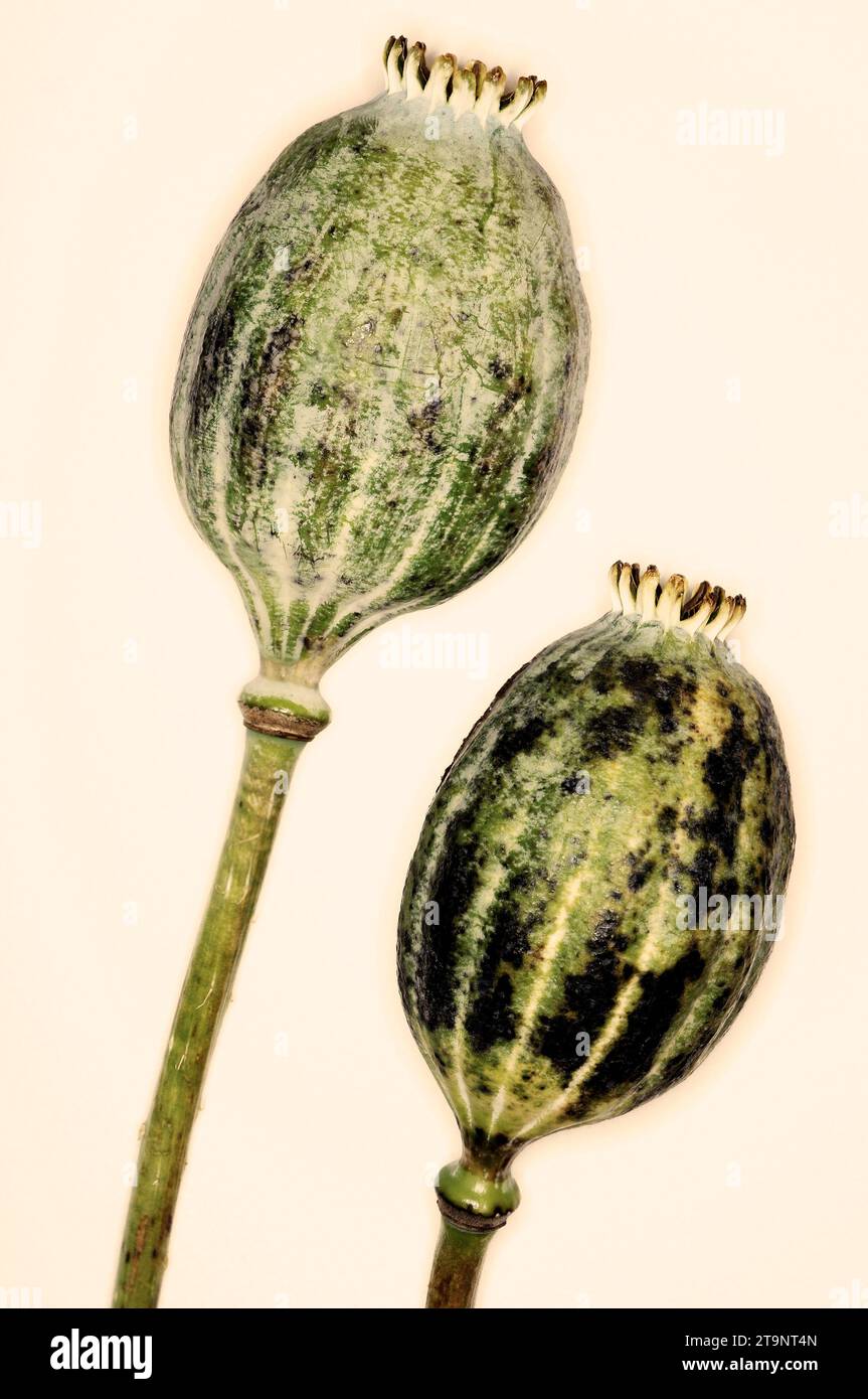 Papaver somniferum «opium Poppy» – IZMIR TASMANIE - GOUSSES Banque D'Images