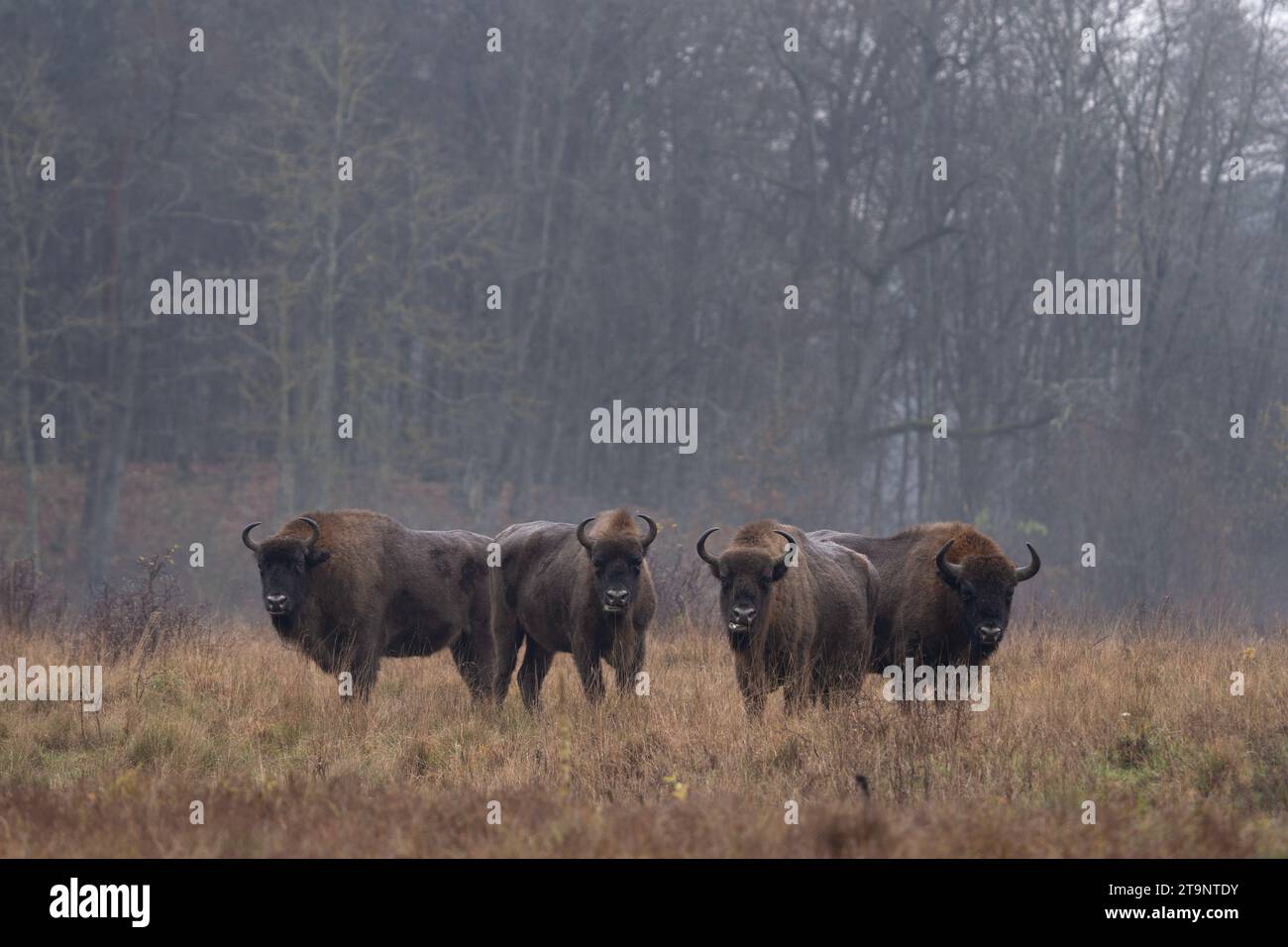 Groupe de bisons européens sous la pluie dans le parc national de Bialowieza. Le zubr sur le pré. Énorme taureau se repose entre les arbres en Pologne. Banque D'Images Groupe de bisons européens sous la pluie dans le parc national de Bialowieza. Le zubr sur le pré. Énorme taureau se repose entre les arbres en Pologne. Banque D'Images