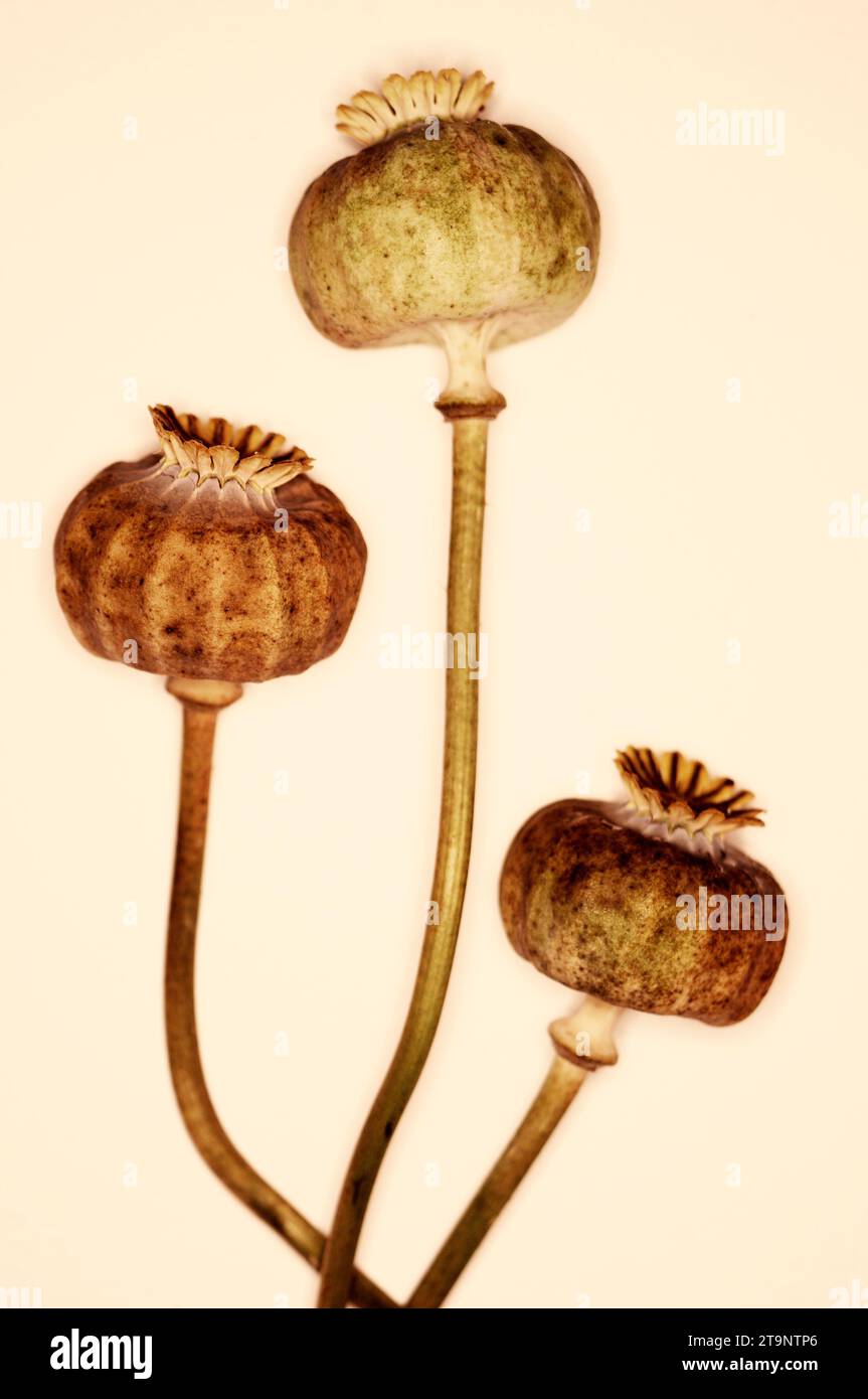 Papaver somniferum «opium Poppy» – PERSAN – GOUSSES Banque D'Images
