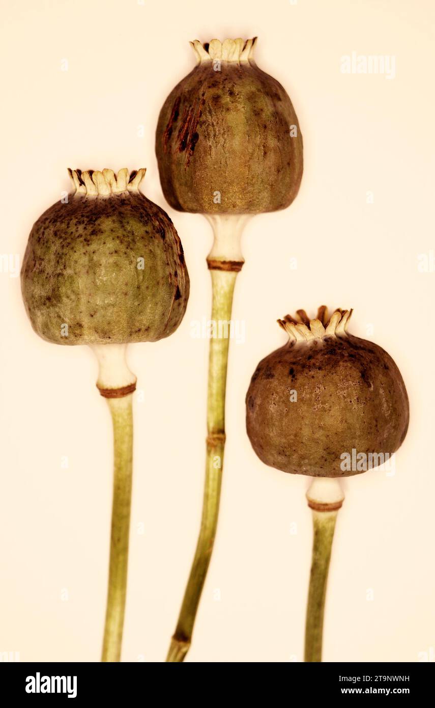 Papaver somniferum «opium Poppy» – NUIT ÉTOILÉE – GOUSSES Banque D'Images