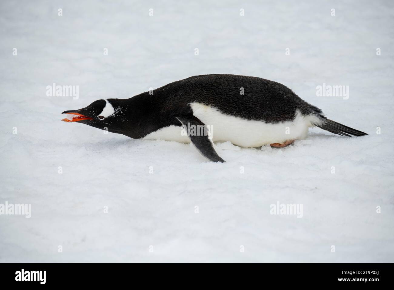 Antarctique, Brown Bluff. Pingouin Gentoo. Banque D'Images
