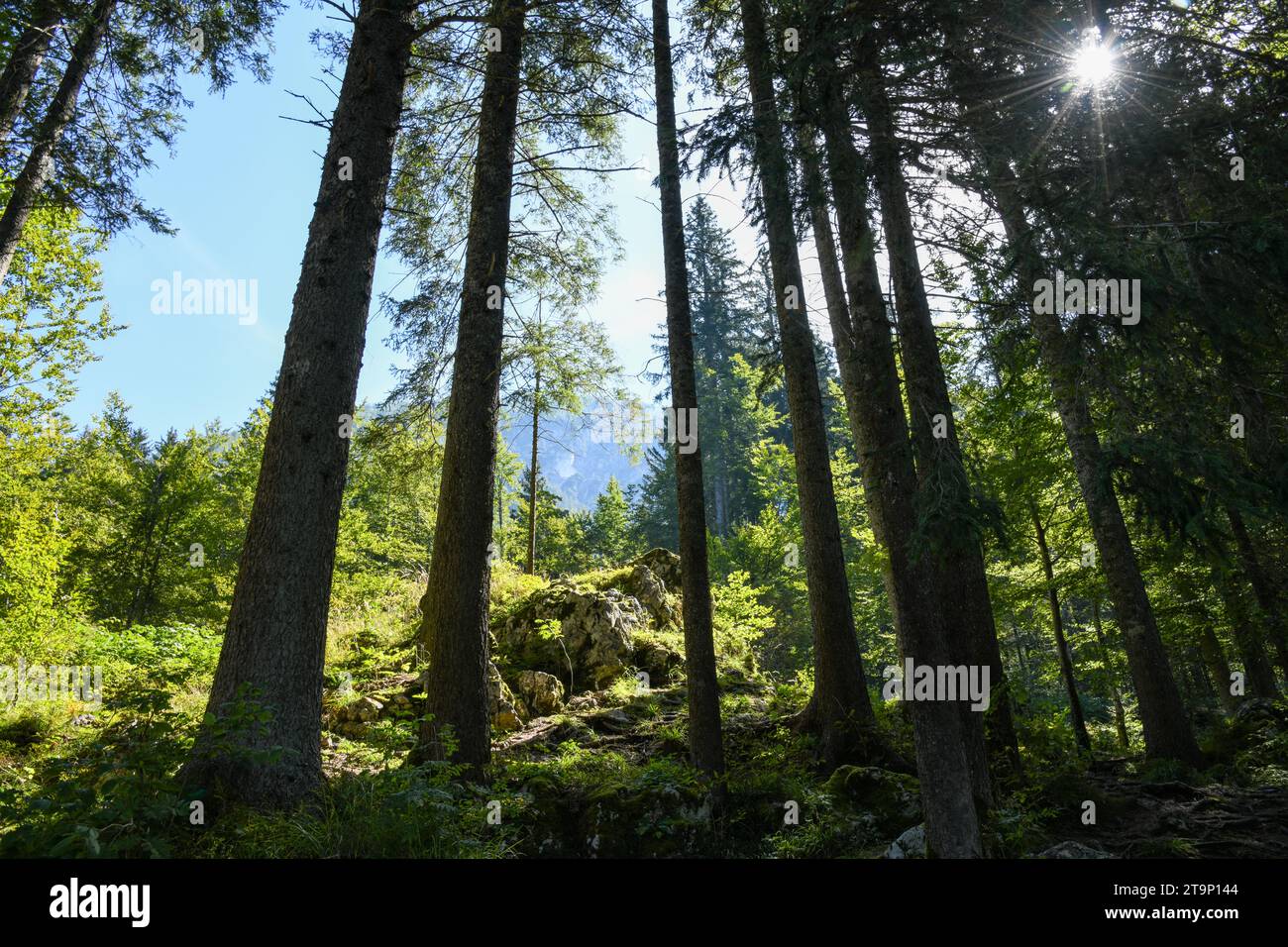 Le soleil brille à travers les arbres dans une forêt de grands arbres verts, avec une montagne au loin près du lac Lago di Fusine Superiore Banque D'Images