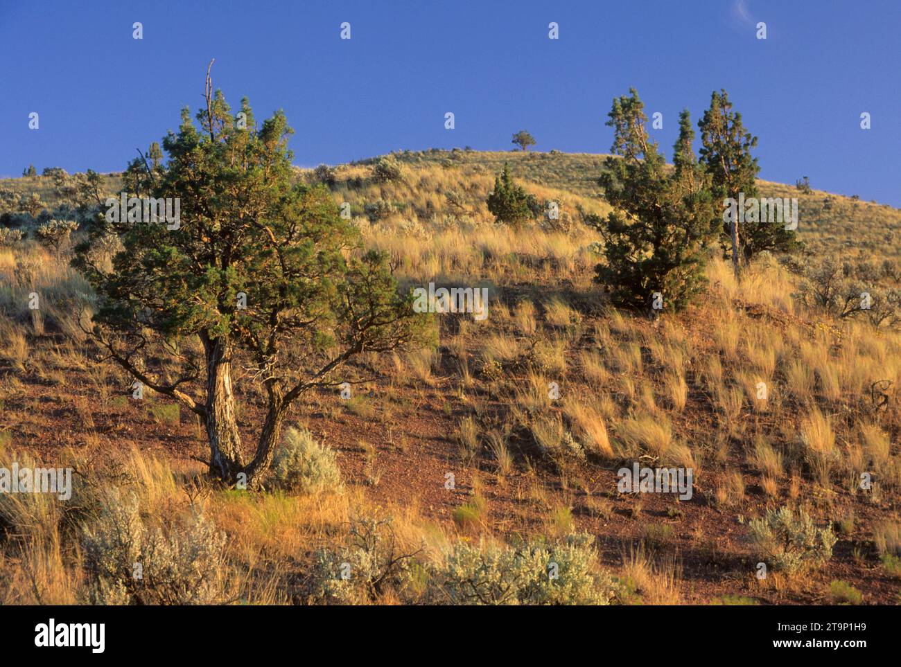 Prairie de genévrier occidental (Juniperus occidentalis), comté de Wheeler, Oregon Banque D'Images