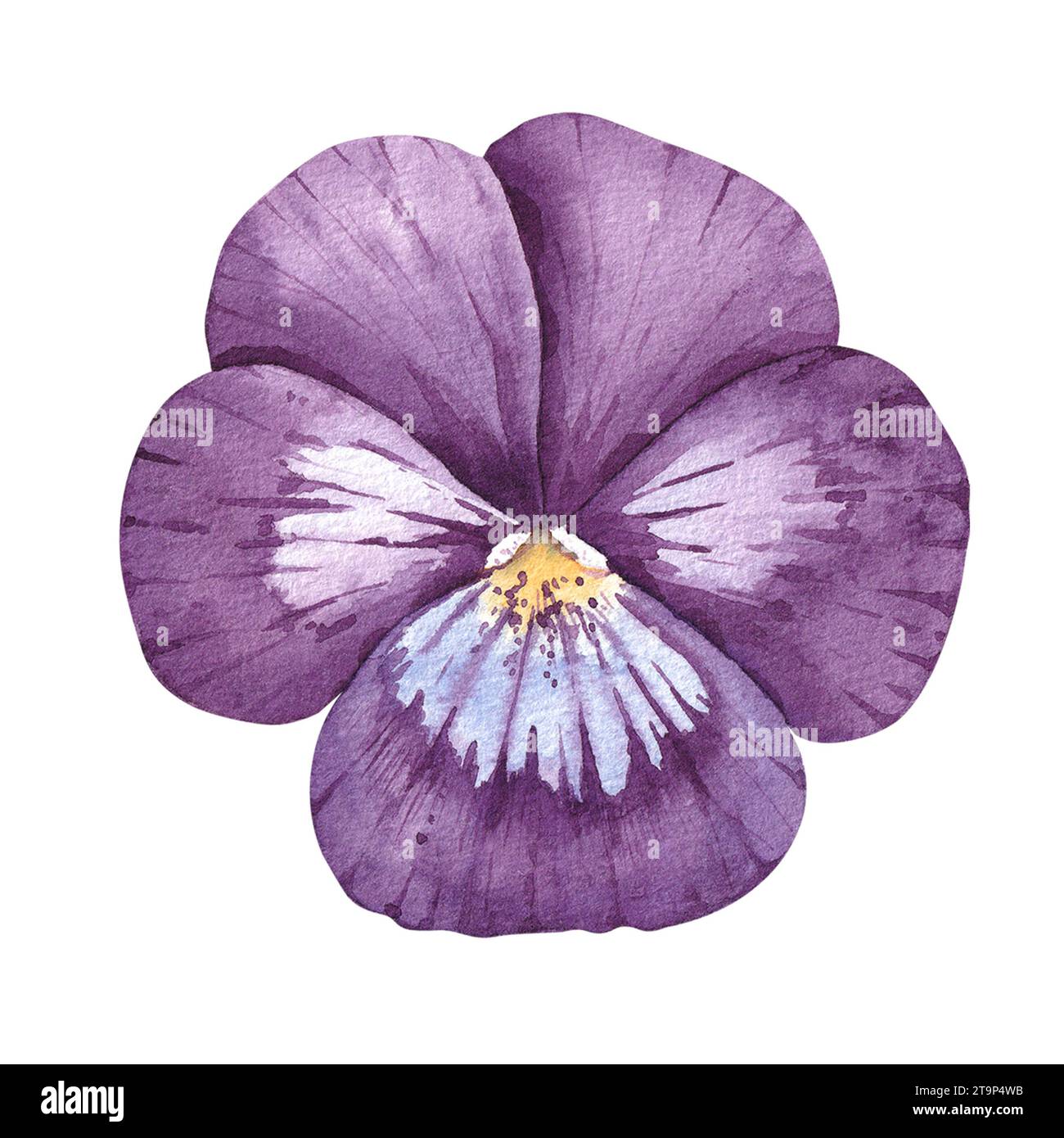 Fleur de pensée aquarelle isolée sur blanc. Violet dessiné à la main sur blanc pour la conception de logo, emballage, cartes, invitations, menus et restaurants Banque D'Images
