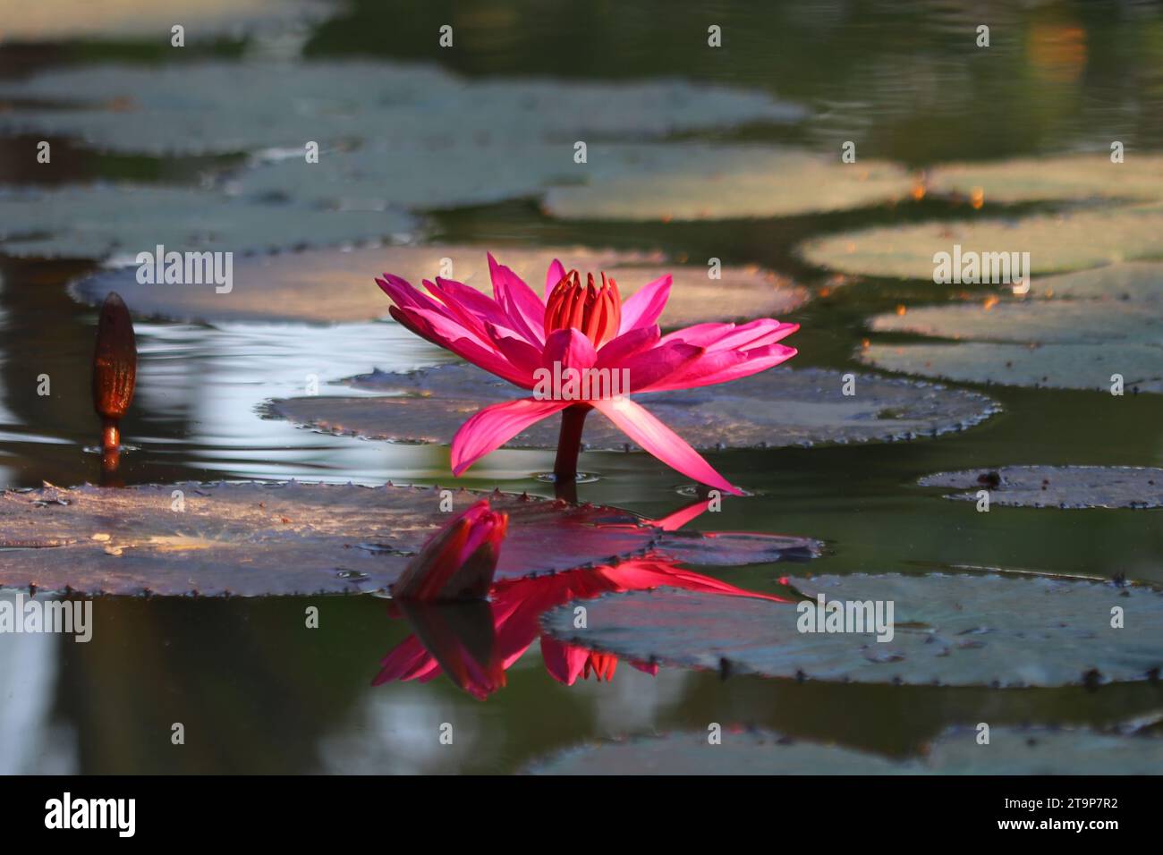 Fleur de lotus, nénuphar rose dans l'étang Banque D'Images