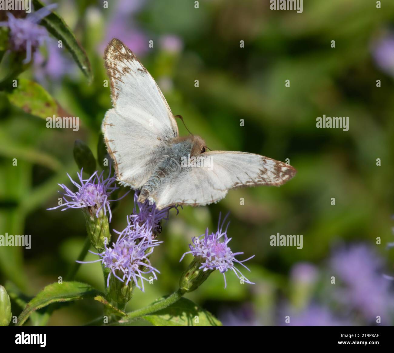 Laviana White-skipper (Heliopetes laviana) au National Butterfly Center, Mission Banque D'Images