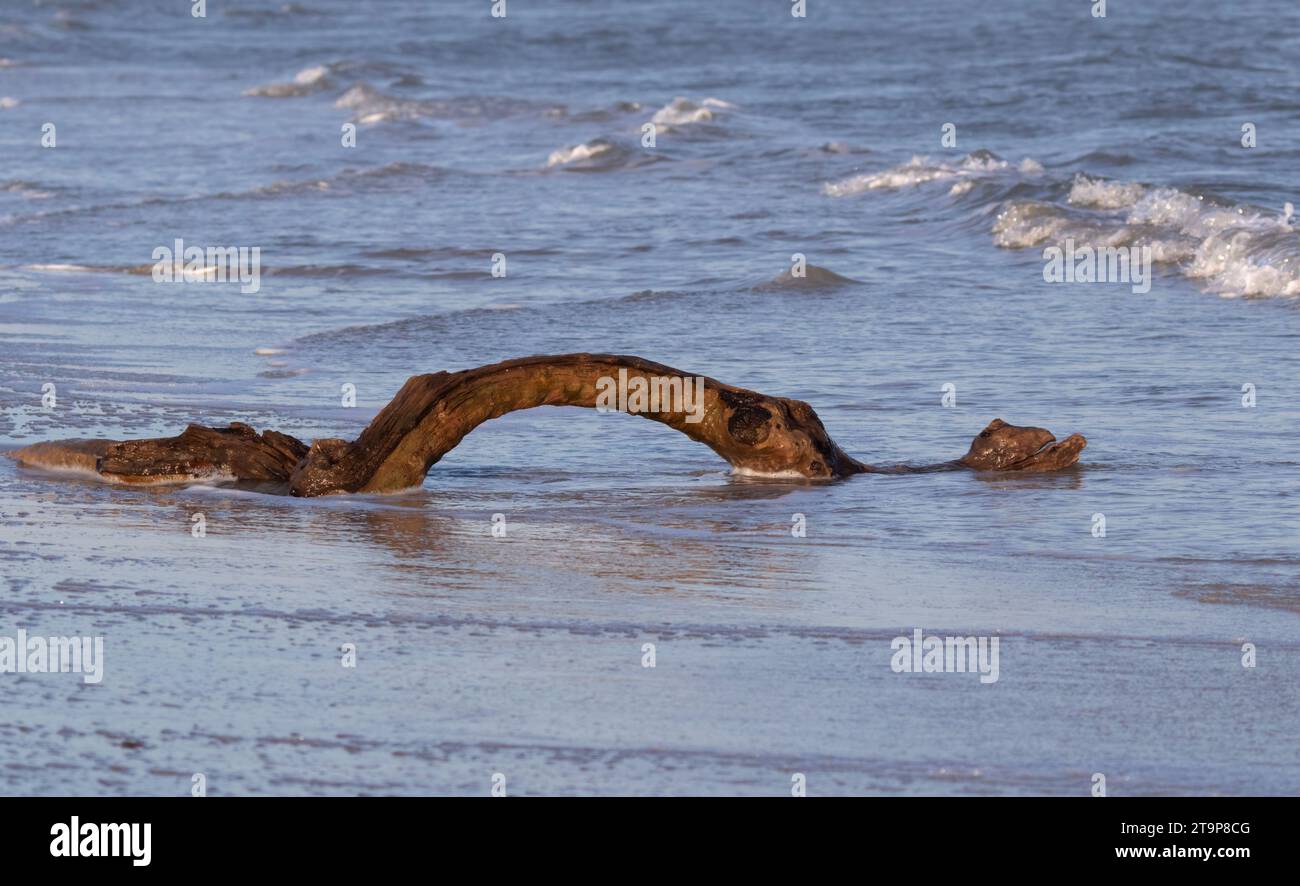 Driftwood sur une plage, Galveston, Texas Banque D'Images