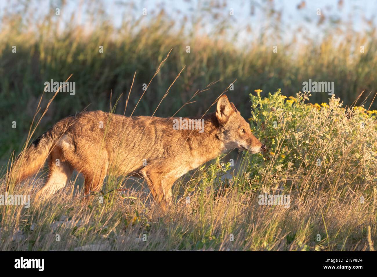 Un loup fantôme de Galveston Island (hybride de coyote et loup rouge) Banque D'Images