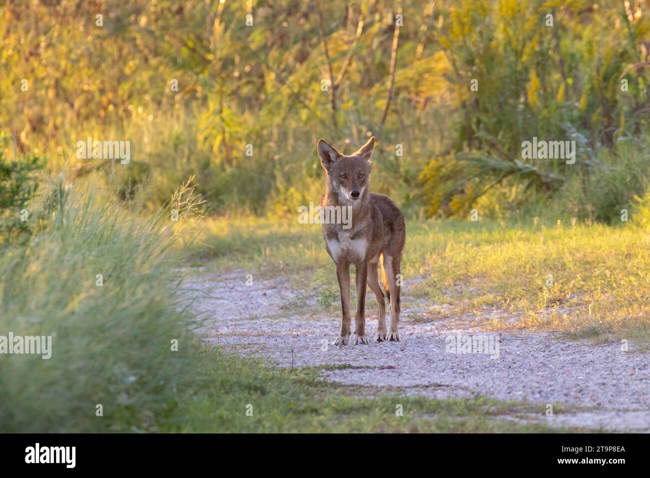 Un loup fantôme de Galveston Island (hybride de coyote et loup rouge) Banque D'Images
