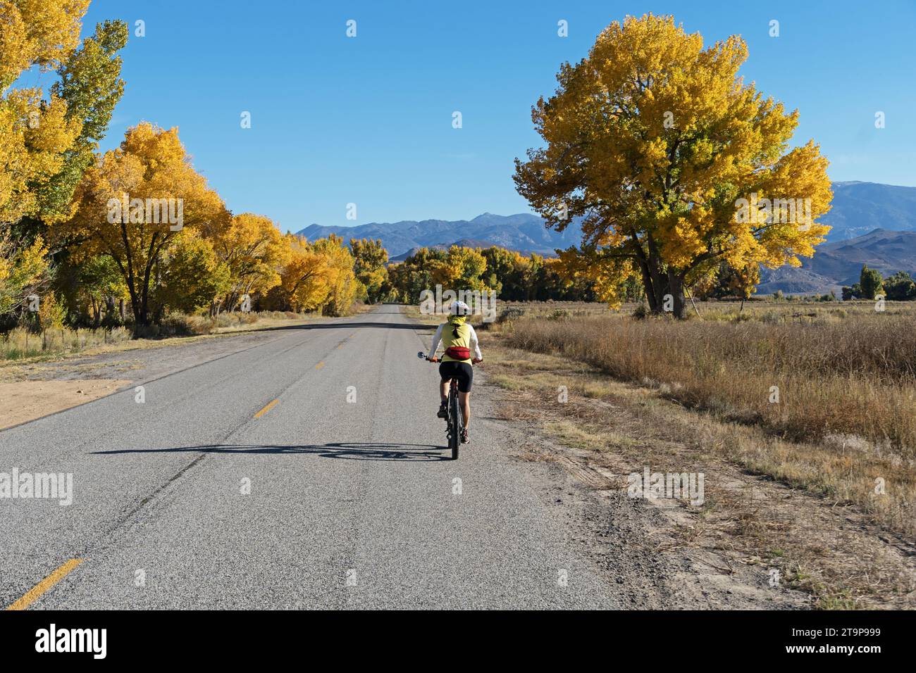 femme pédalant sur une route de campagne à deux voies vers les montagnes à l'automne avec des arbres de cotonnier jaune et ciel bleu Banque D'Images