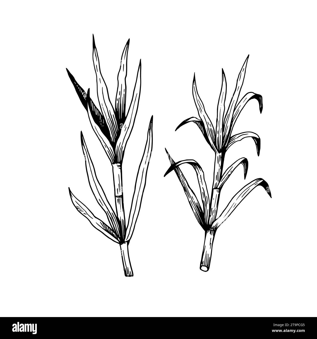Plants de canne à sucre. Tiges et feuilles. Illustration dessinée à la main dans le style rétro de gravure. Ensemble d'éléments de conception vectoriels isolés Illustration de Vecteur