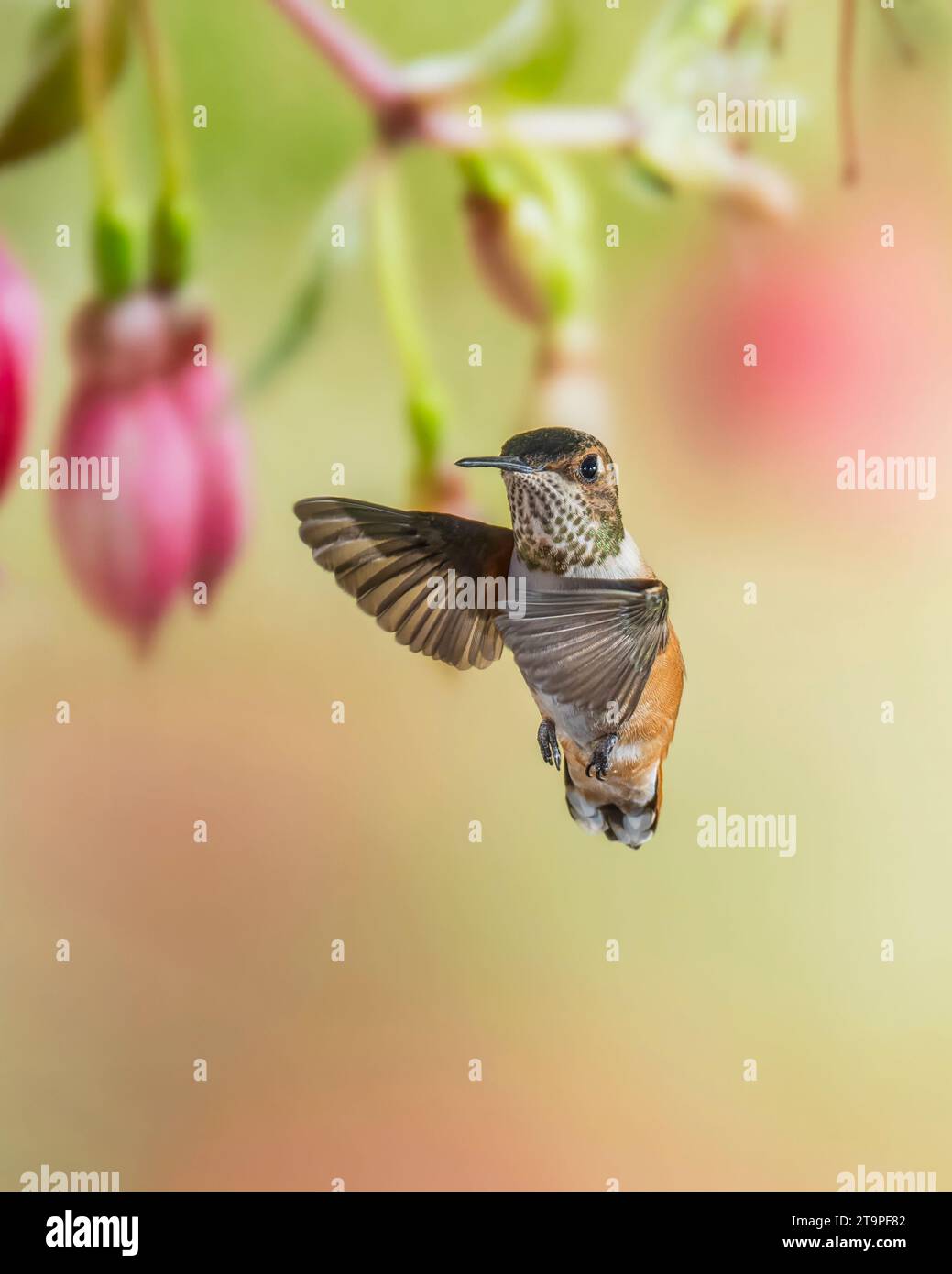 Hummingbird Rufous mâle immature en vol Banque D'Images