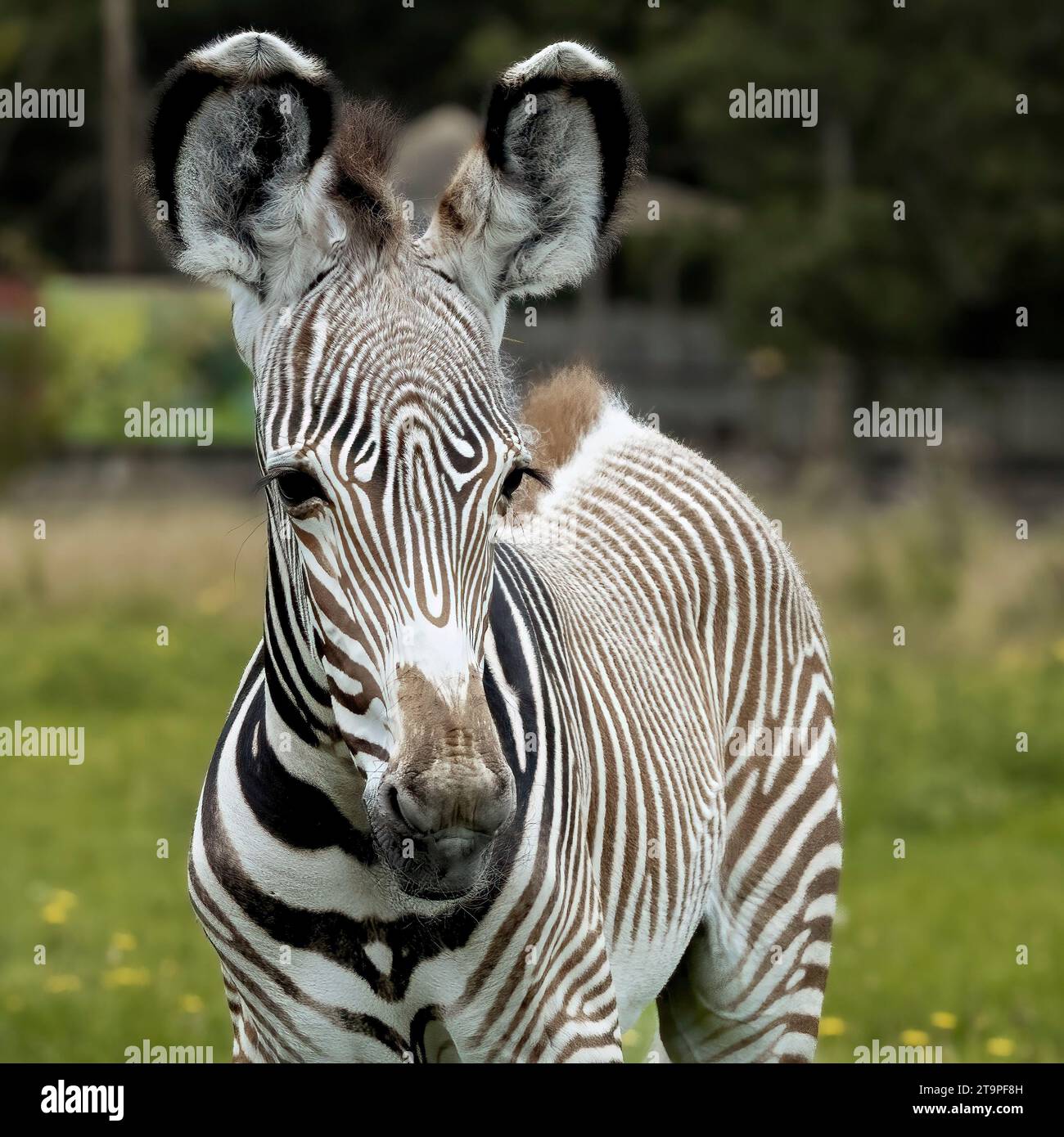 Poulain zèbre Banque D'Images