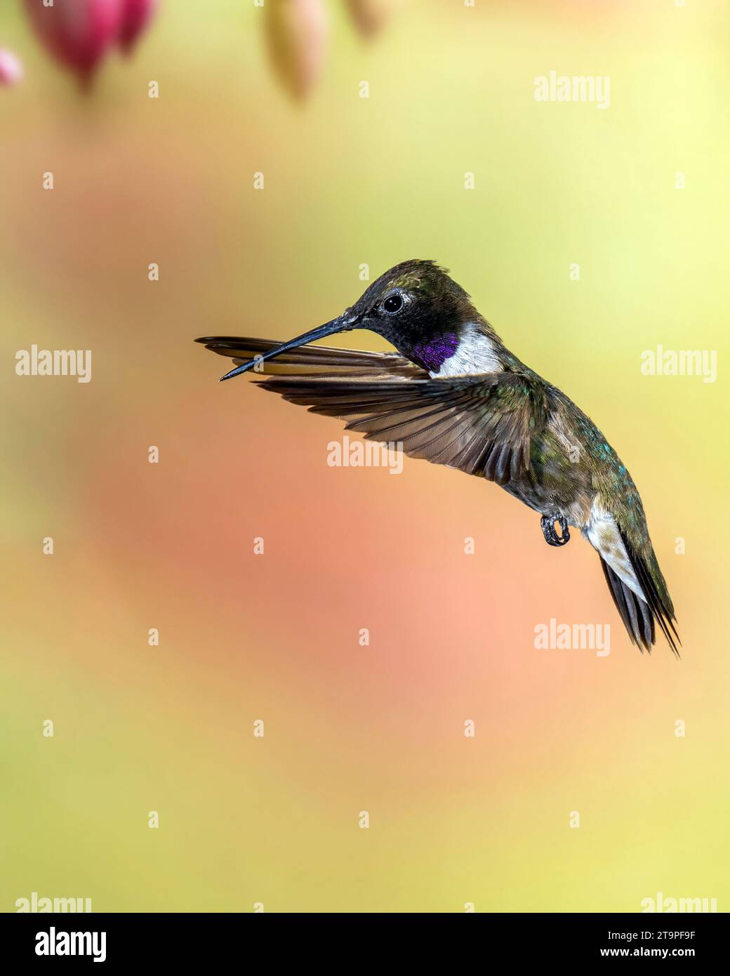 Hummingbird mâle à chiné noir en vol Banque D'Images