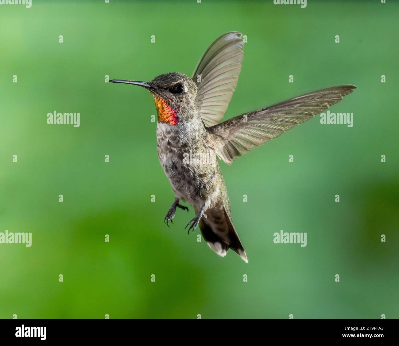 Le colibri d'Anna mâle en vol Banque D'Images