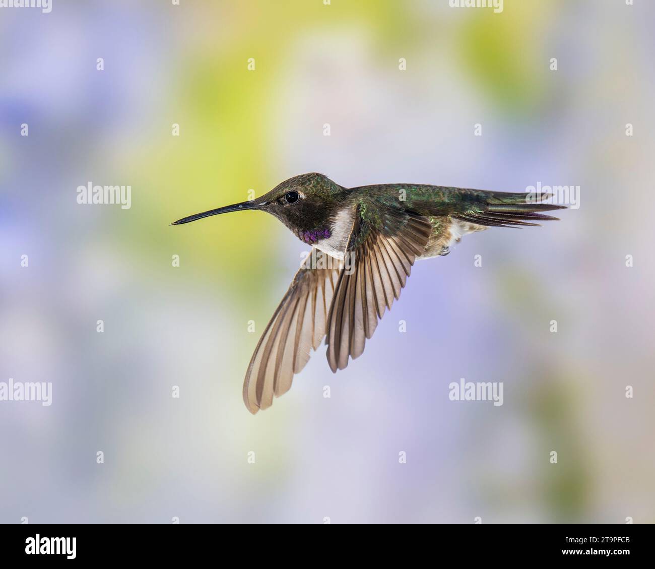 Hummingbird mâle à chiné noir en vol Banque D'Images