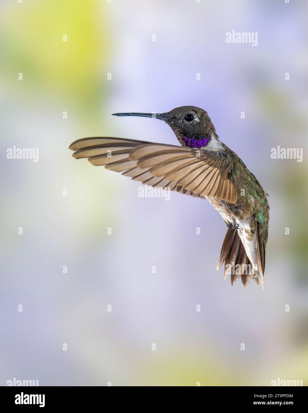 Hummingbird mâle à chiné noir en vol Banque D'Images