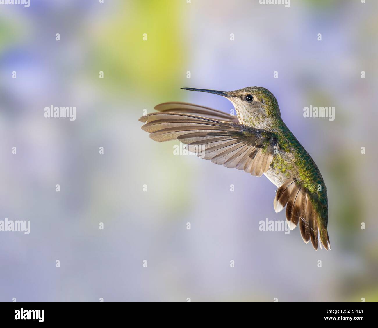 Colibri en vol sur fond vert et violet, femelle ou mâle immature Banque D'Images