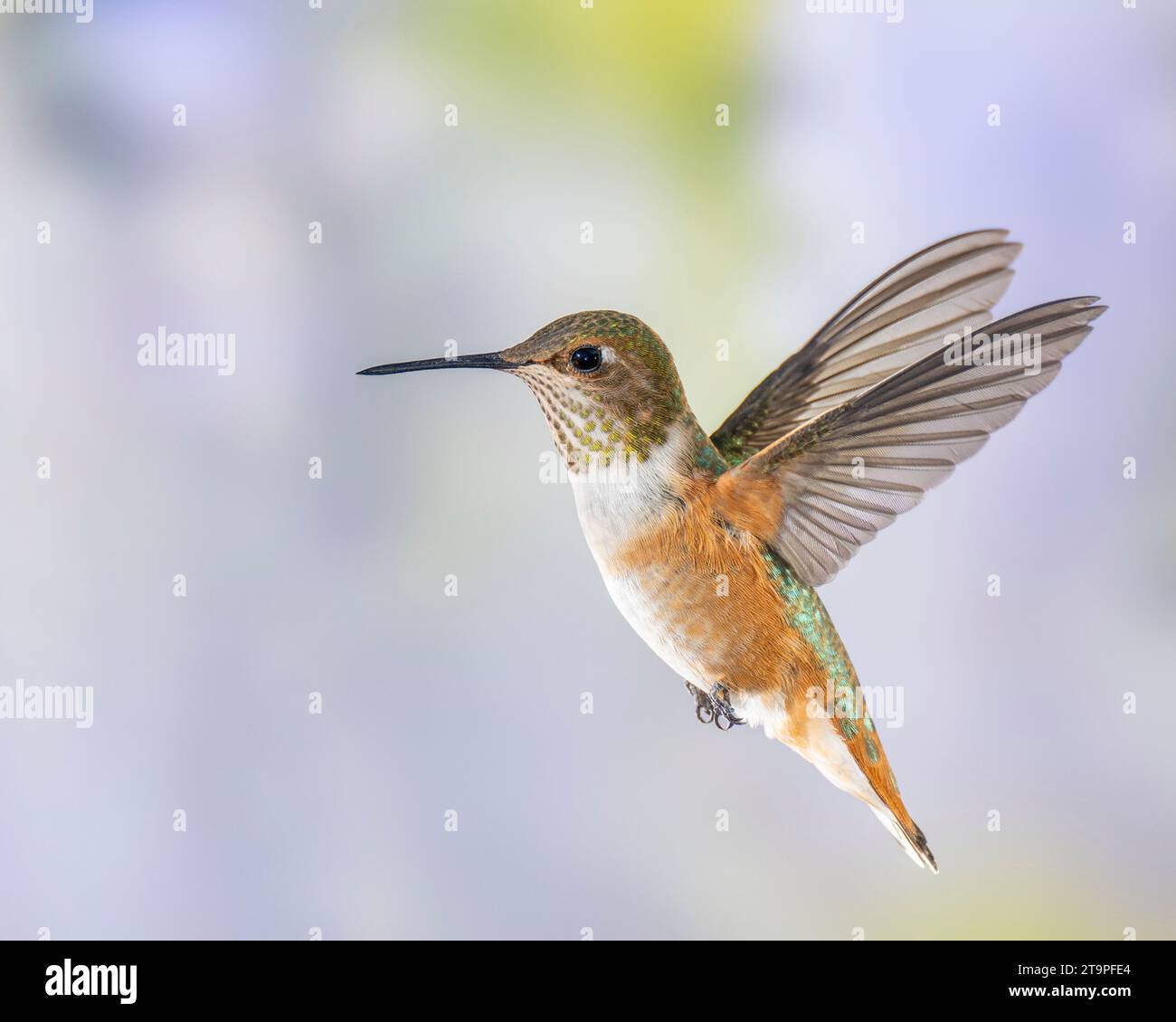 Hummingbird Rufous mâle immature en vol Banque D'Images