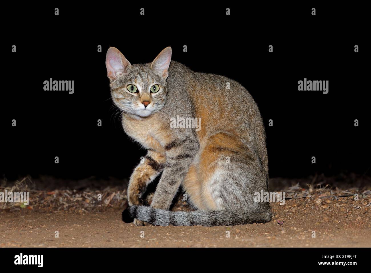 Un chat sauvage africain (Felis silvestris lybica) pendant la nuit, parc national Kruger, Afrique du Sud Banque D'Images