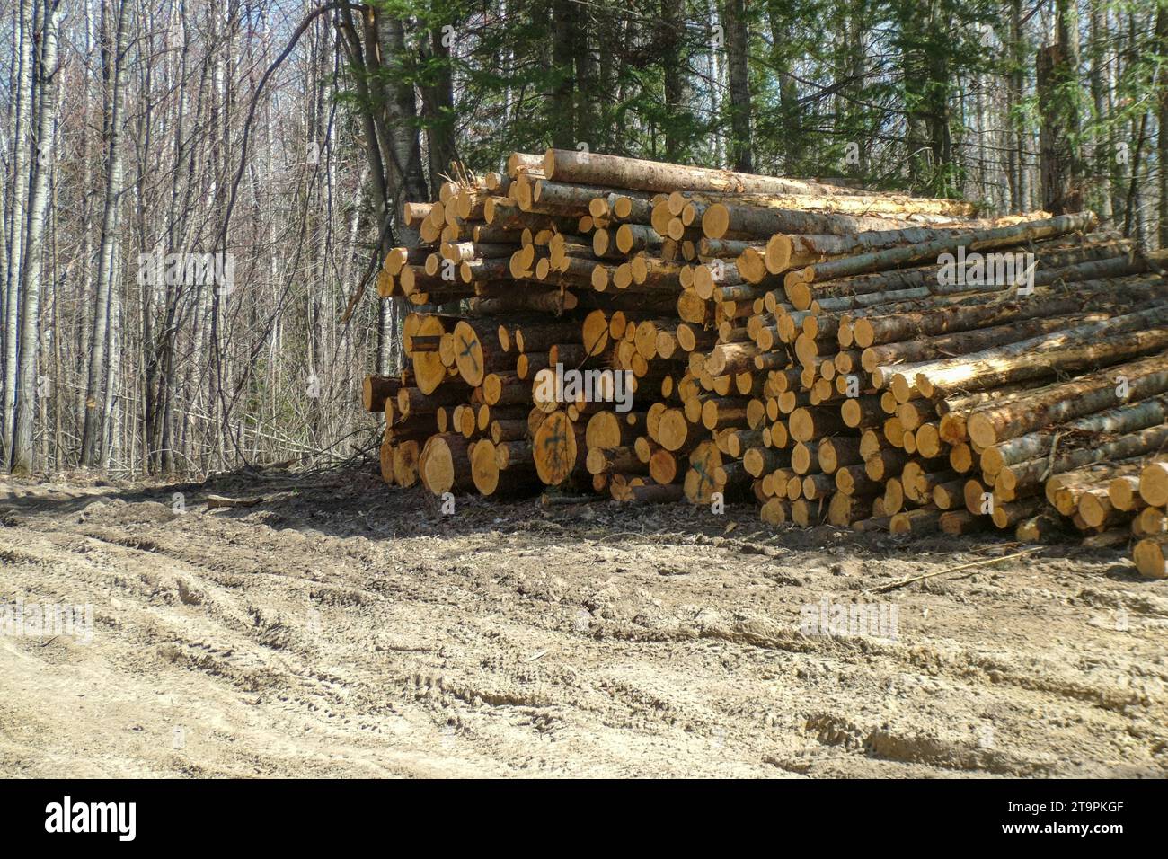 Les grumes coupées empilées se sont empilées en attendant le voyage à l'usine de pâte/papier dans la forêt nationale de Chippewa, dans le nord du Minnesota, aux États-Unis Banque D'Images