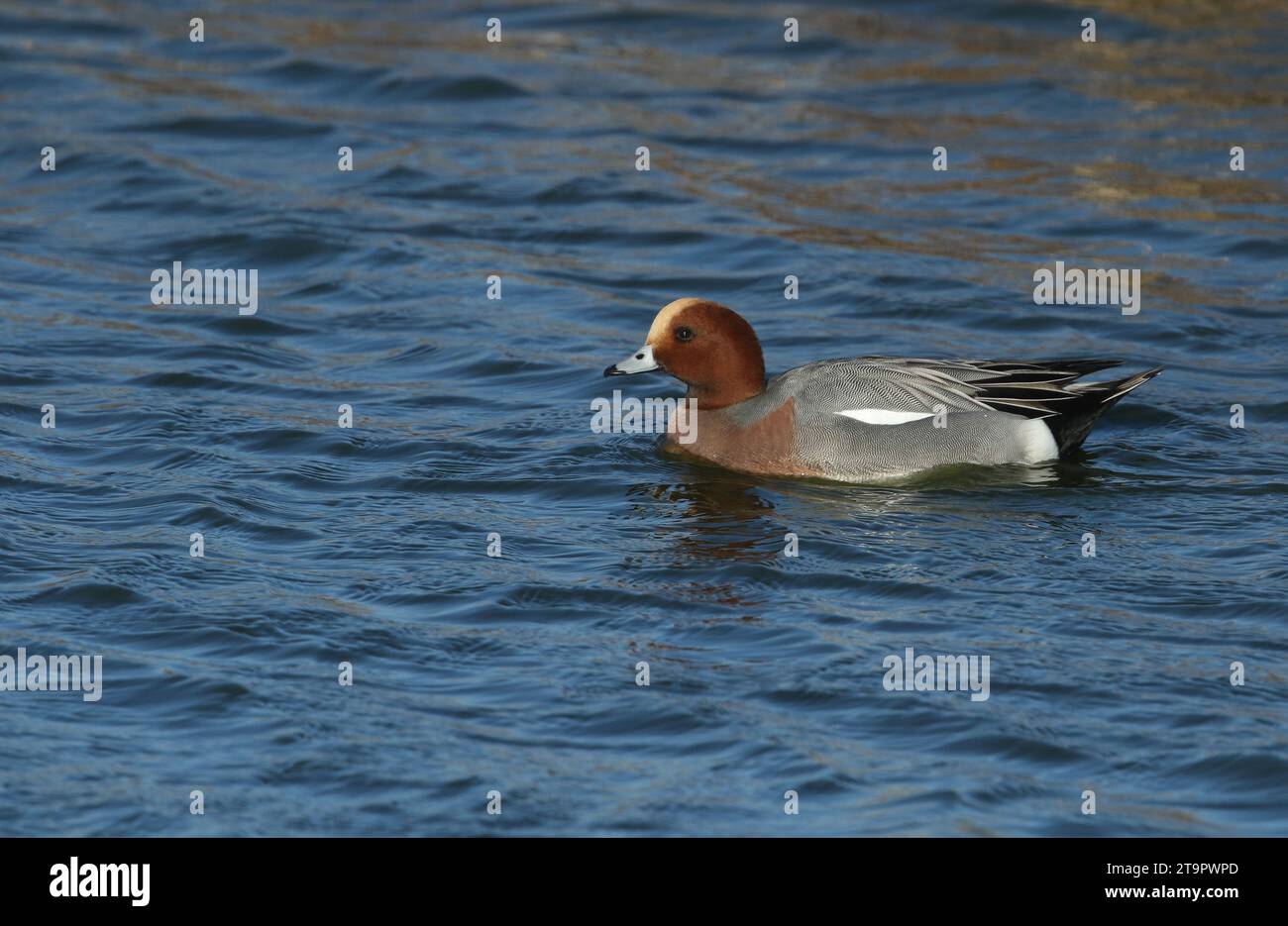 Un drake Wigeon, Anas penelope, nageant sur un lac. Banque D'Images