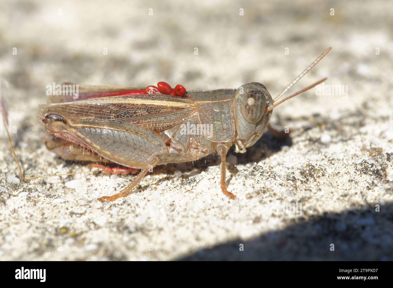Gros plan naturel sur un acridien italien adulte, Calliptamus italicus, assis sur une pierre, avec des oeufs rouges d'un parasite sur son dos. Banque D'Images