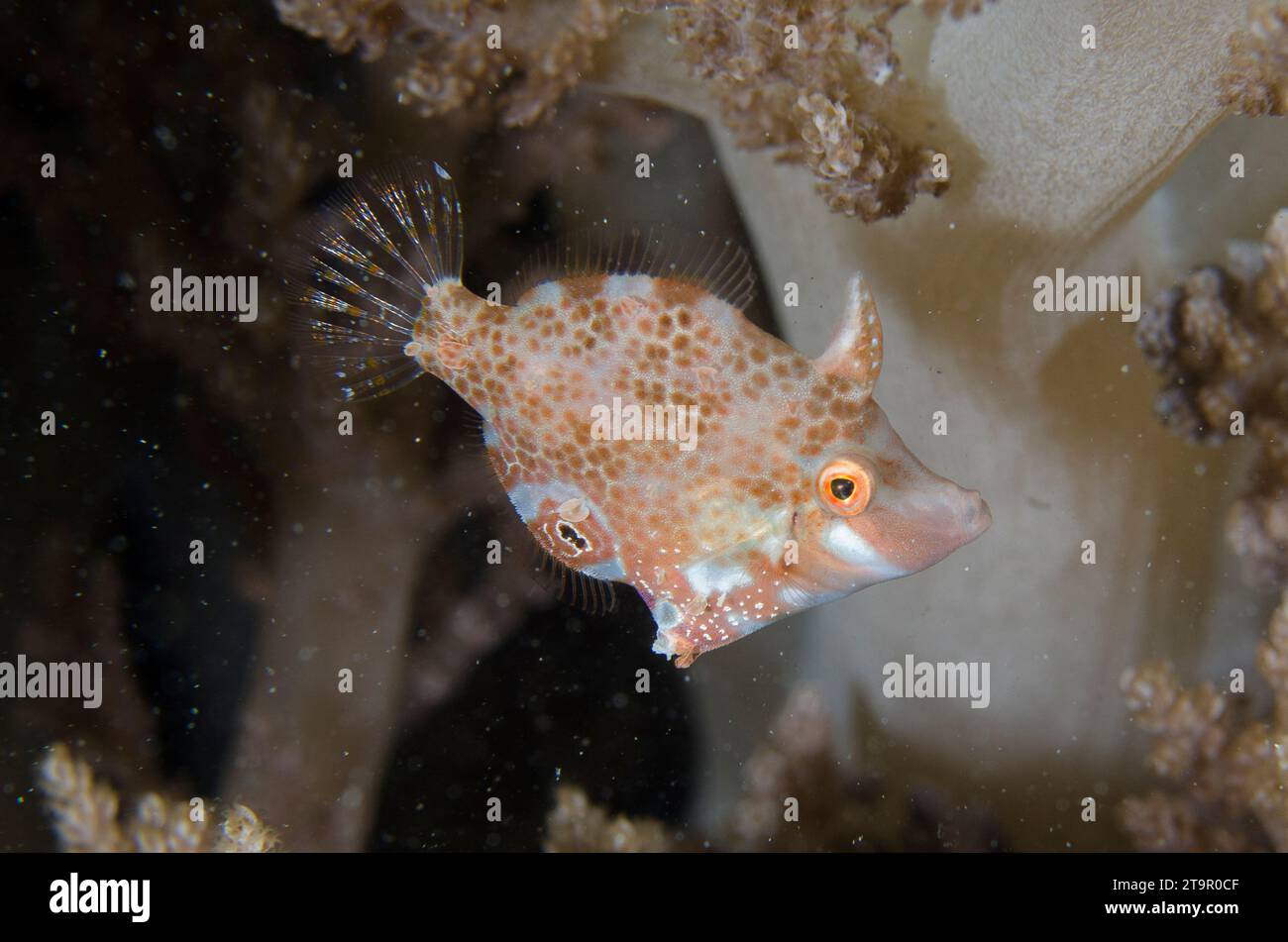 Minute Filefish, Acreichthys minutus, site de plongée Bio Rock, Pemuteran, Bali, Indonésie Banque D'Images