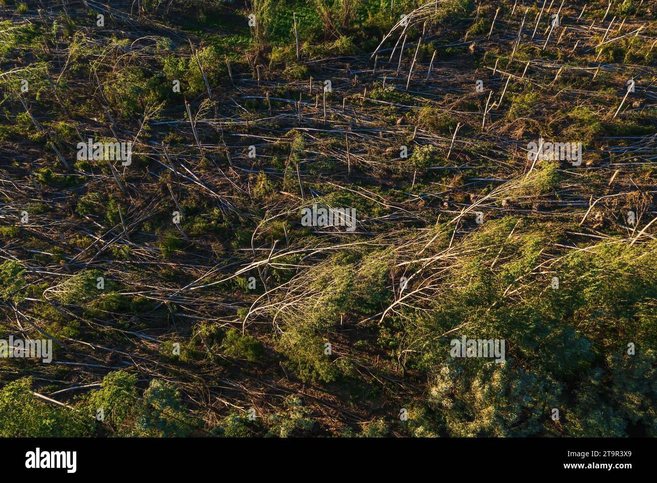 Vue aérienne du paysage forestier dévasté après une tempête supercellulaire en été, prise de vue par drone du paysage de dommages environnementaux depuis le haut Banque D'Images